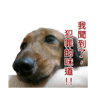 I am dachshund, Co-Co（個別スタンプ：26）