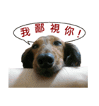 I am dachshund, Co-Co（個別スタンプ：27）