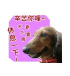 I am dachshund, Co-Co（個別スタンプ：28）