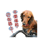 I am dachshund, Co-Co（個別スタンプ：30）