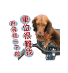 I am dachshund, Co-Co（個別スタンプ：31）