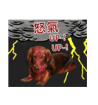 I am dachshund, Co-Co（個別スタンプ：33）