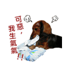 I am dachshund, Co-Co（個別スタンプ：34）