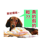 I am dachshund, Co-Co（個別スタンプ：35）