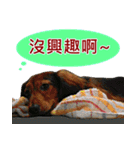 I am dachshund, Co-Co（個別スタンプ：36）