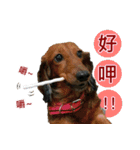 I am dachshund, Co-Co（個別スタンプ：37）