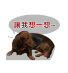 I am dachshund, Co-Co（個別スタンプ：38）