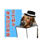 I am dachshund, Co-Co（個別スタンプ：39）