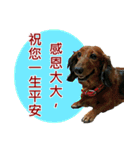 I am dachshund, Co-Co（個別スタンプ：40）