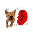 柴犬の1日♡（個別スタンプ：3）