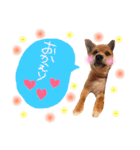 柴犬の1日♡（個別スタンプ：4）