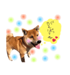 柴犬の1日♡（個別スタンプ：16）