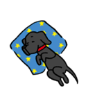 Black Labrador Retriever！！黒ラブ（個別スタンプ：7）