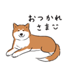 Every Day Dog 柴犬 日本語（個別スタンプ：15）