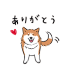 Every Day Dog 柴犬 日本語（個別スタンプ：17）