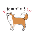 Every Day Dog 柴犬 日本語（個別スタンプ：27）