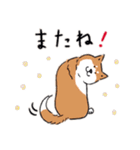 Every Day Dog 柴犬 日本語（個別スタンプ：35）