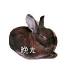 rabbit live in our house.（個別スタンプ：3）