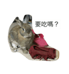 rabbit live in our house.（個別スタンプ：4）