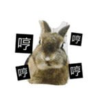 rabbit live in our house.（個別スタンプ：6）