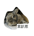 rabbit live in our house.（個別スタンプ：10）