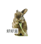 rabbit live in our house.（個別スタンプ：30）