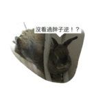 rabbit live in our house.（個別スタンプ：32）