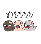 Family PIG the sibling（個別スタンプ：1）