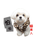 Puppies'funny life（個別スタンプ：2）