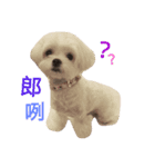 Puppies'funny life（個別スタンプ：3）