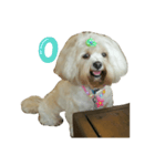 A digital dog（個別スタンプ：1）