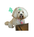 A digital dog（個別スタンプ：5）