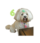 A digital dog（個別スタンプ：7）