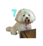 A digital dog（個別スタンプ：8）