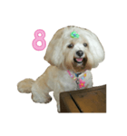 A digital dog（個別スタンプ：9）