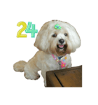 A digital dog（個別スタンプ：25）