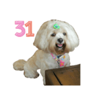 A digital dog（個別スタンプ：32）