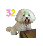 A digital dog（個別スタンプ：33）