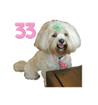 A digital dog（個別スタンプ：34）