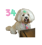 A digital dog（個別スタンプ：35）