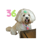 A digital dog（個別スタンプ：37）