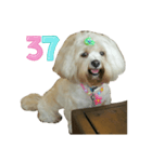 A digital dog（個別スタンプ：38）