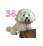 A digital dog（個別スタンプ：39）