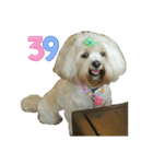 A digital dog（個別スタンプ：40）