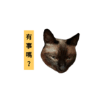 Siamese cat from taiwan 4（個別スタンプ：1）