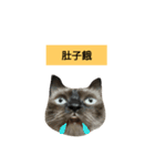 Siamese cat from taiwan 4（個別スタンプ：2）