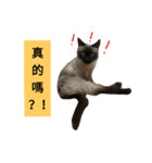 Siamese cat from taiwan 4（個別スタンプ：5）