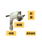 Siamese cat from taiwan 4（個別スタンプ：6）