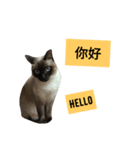 Siamese cat from taiwan 4（個別スタンプ：8）