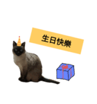 Siamese cat from taiwan 4（個別スタンプ：9）